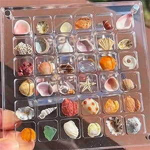 buy in bulk acrylic magnetic seashell display box,clear organizer box container craft storage for beads,nails,jewelrys,gemstones,seashell source from factory