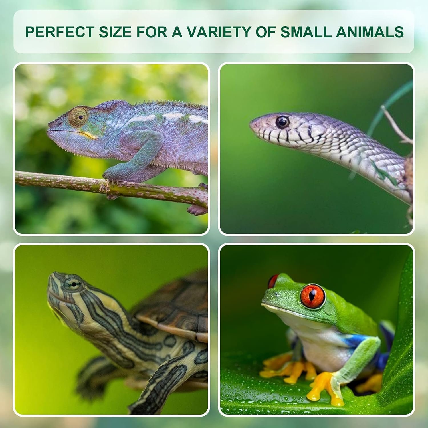 buy in bulk betazooer reptile terrarium breeding tank acrylic reptile feeding box with temperature hygrometer (15.3"x9.7"x7.6") source from factory